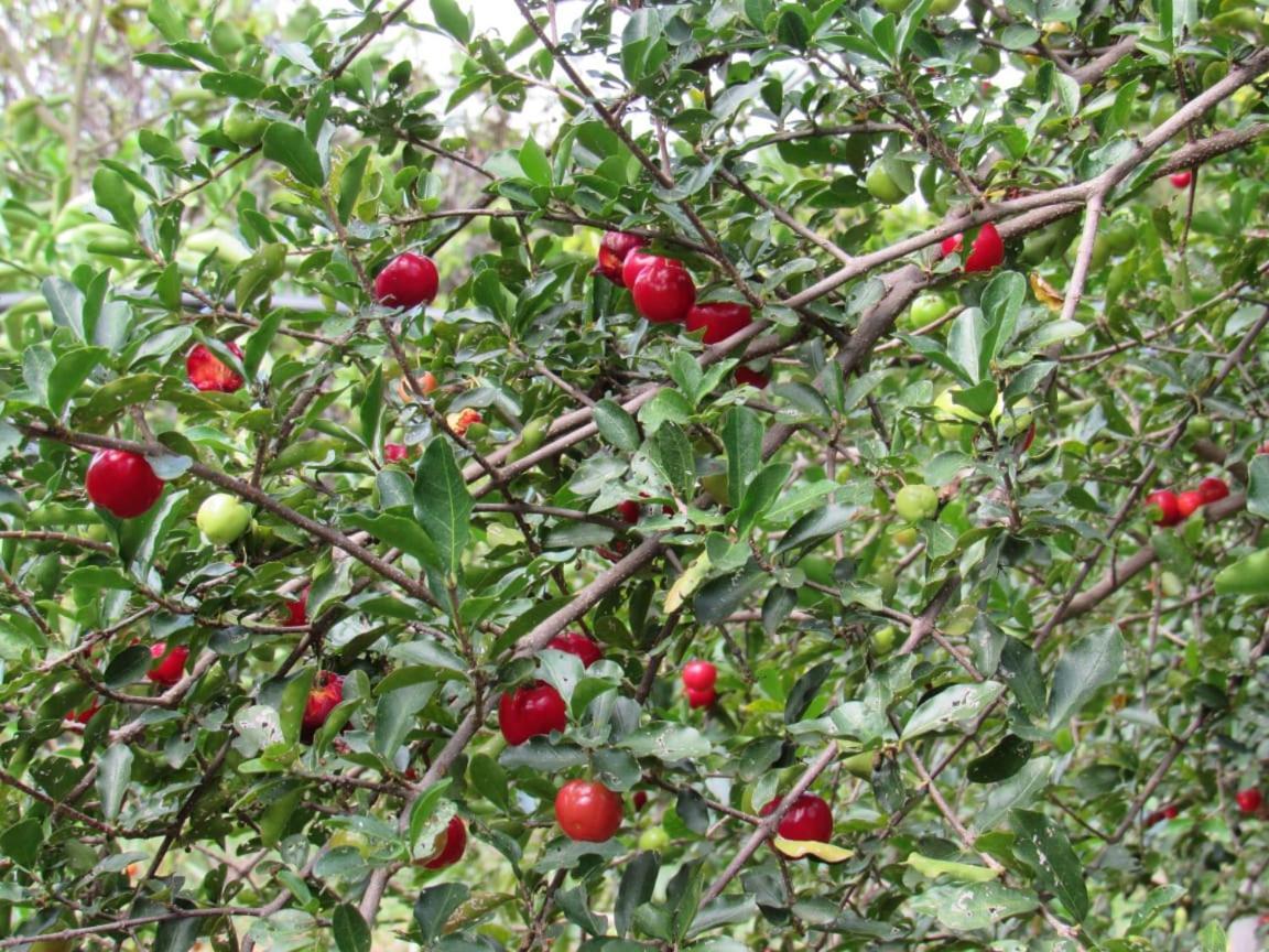Pousada Varanda Da Serra Cavalcante Exterior foto